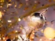 Como funciona o G4, G5, G6 e as vagas do Brasileirão para a Libertadores de 2027?
